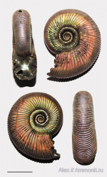 верхний оксфорд, Perisphinctidae, Subdiscosphinctes, Oxfordian, Upper Oxfordian