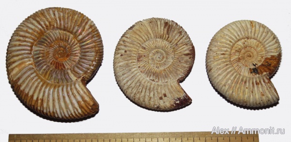 Perisphinctes, Perisphinctidae, Kranaosphinctes