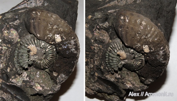 микроконхи, Amoeboceras, Amoeboceras serratum, Microconchs