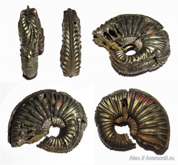 Amoeboceras, прижизненные повреждения, ammonoid sublethal injuries, forma chaotica