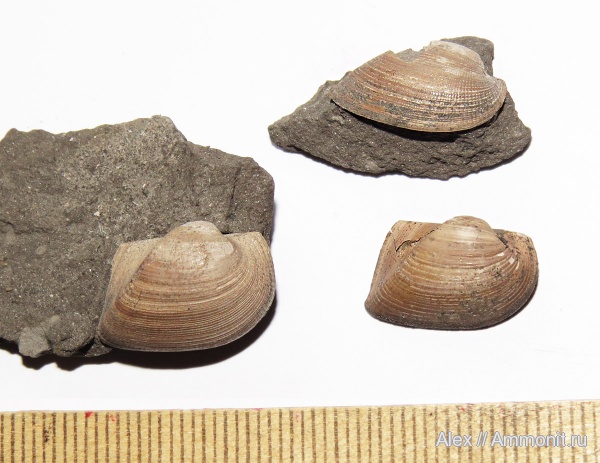 Grammatodon, Grammatodon pictum