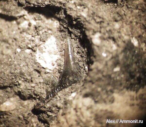 рыбы, зубы, Synechodus, зона Amoeboceras serratum, fish, teeth