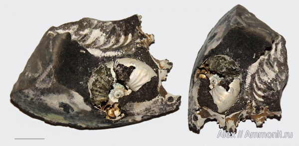 аммониты, Amoeboceras, Mirosphinctes, Cardioceratidae, Ammonites, Aspidoceratidae