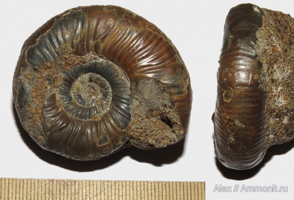 микроконхи, Grossouvria, parabolae, Microconchs