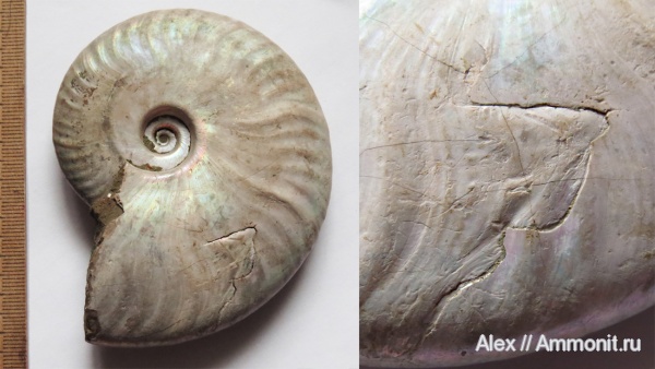 Cleoniceras, прижизненные повреждения, Cleoniceratidae, ammonoid sublethal injuries, forma substructa