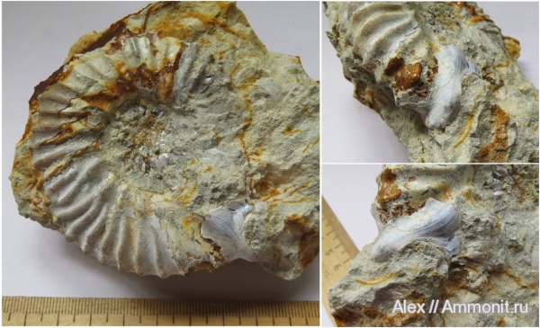 микроконхи, Aulacostephanus eudoxus, Aulacostephanus, ушки, устье, Microconchs, lappets