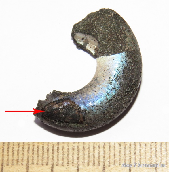 аммониты, юра, Kachpurites, волжский ярус, Kachpurites fulgens, аптихи, Ammonites, Praestriaptychus, Aptychi, aptychus, Praestriaptychus fulgens, Volgian, Jurassic