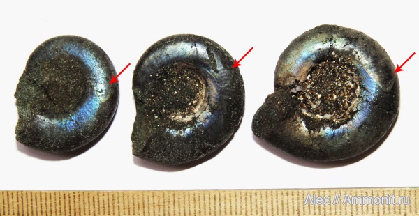 Kachpurites, Kachpurites fulgens, muscle scars, отпечатки мускулов, зона Kachpurites fulgens, Garniericeratinae, Volgian