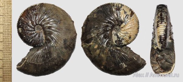 микроконхи, Scaphitidae, Jeletzkytes, Microconchs, Jeletzkytes spedeni