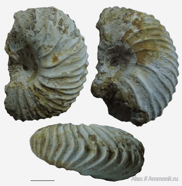 Longoceras, Cardioceratidae, Longaeviceras, Змеинка