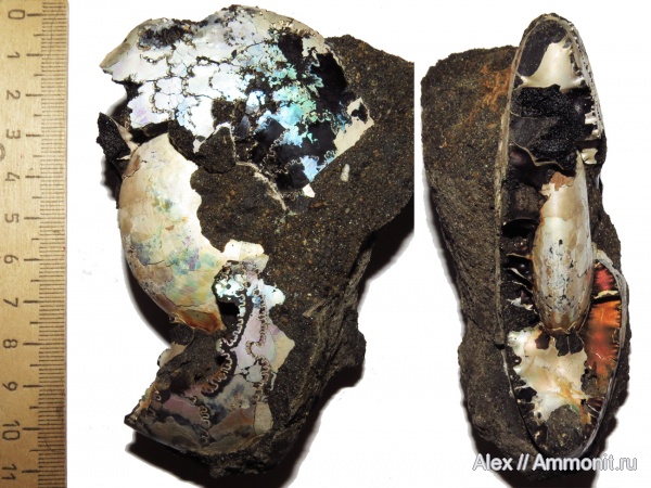 макроконхи, Kachpurites, Kachpurites subfulgens, Macroconchs, Volgian