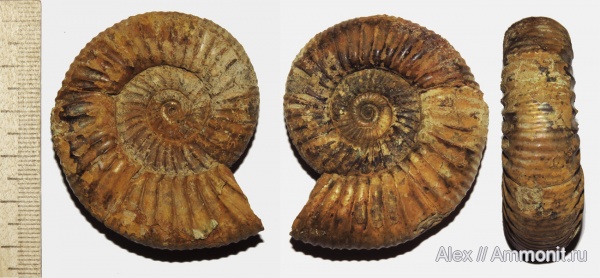 Perisphinctes, Perisphinctidae, Kranaosphinctes