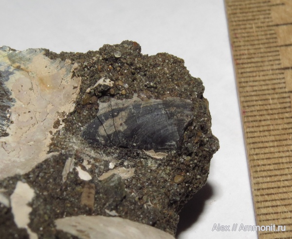 аммониты, Kachpurites, аптихи, Ammonites, Kachpurites cheremkhensis, Praestriaptychus, Aptychi, Volgian