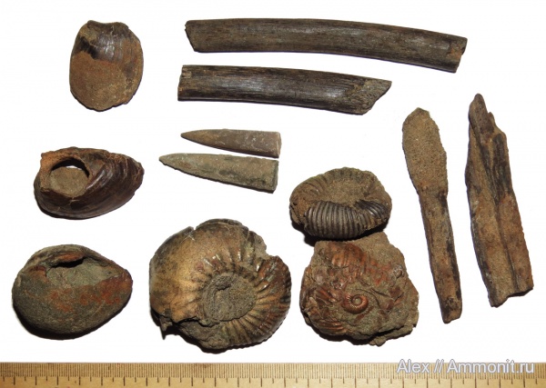 Cadoceras, Cadoceras elatmae, Рыбинск, Мягкая