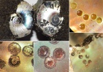 Яйцевые капсулы в раковине Craspedites