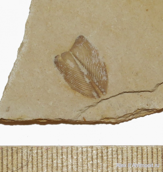 кимеридж, аптихи, Lamellaptychus, Aptychi, Nusplingen, Kimmeridgian, Upper Jurassic