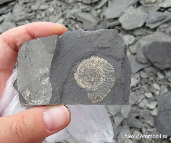 Dactylioceras, Dactylioceras commune, Holzmaden