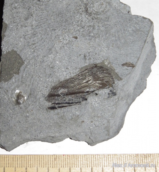 аптихи, Cornaptychus, Aptychi, Holzmaden