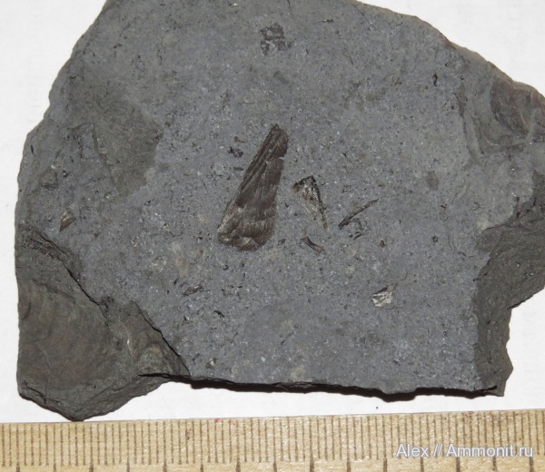 аптихи, Cornaptychus, Aptychi, Holzmaden