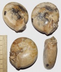 Popanoceras sp. с сохранившимся устьем
