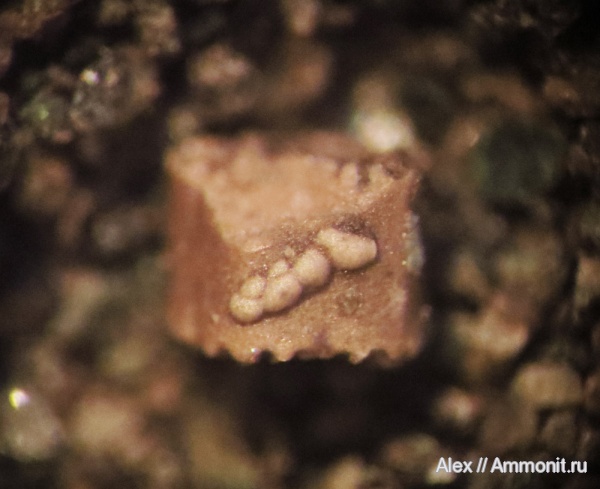 волжский ярус, фораминиферы, Foraminifera, зона Kachpurites fulgens, микрофоссилии, микропалеонтология, Volgian