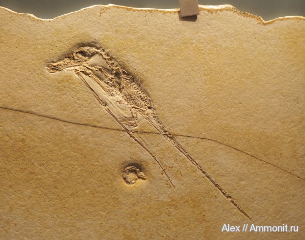 птерозавры, музеи, рамфоринхи, Rhamphorhynchus, Jura-Museum Eichstätt, Rhamphorhynchus intermedius