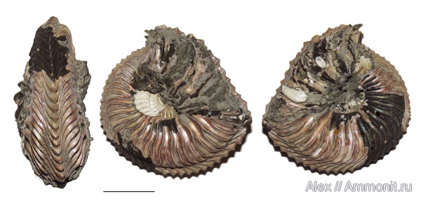 аммониты, Cardioceras, двустворки, нижний оксфорд, Cardioceratidae, Ammonites, Cardioceratinae, обрастание аммонитов, forma juxtacarinata, ammonoid sublethal injuries, Lower Oxfordian