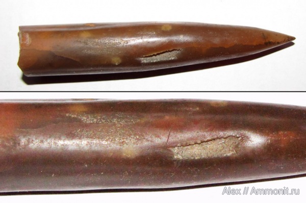 белемниты, юра, Михайлов, ростры, прижизненные повреждения, forma aegra granulata, Jurassic, belemnites