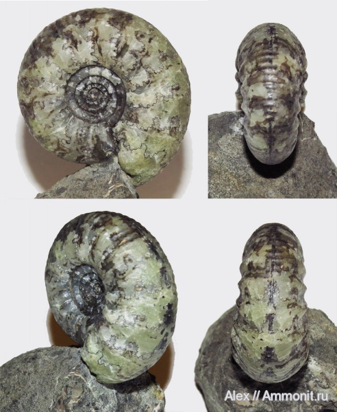 Craspedites, р. Унжа, Craspedites triptychus