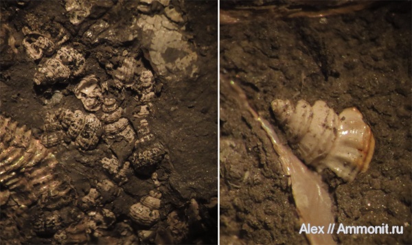 зона Volgoceratoides schilovkensis