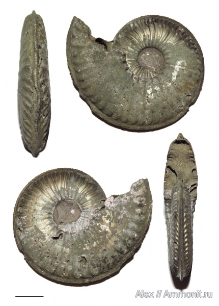 Amoeboceras, Amoeboceras serratum, forma undaticarinata