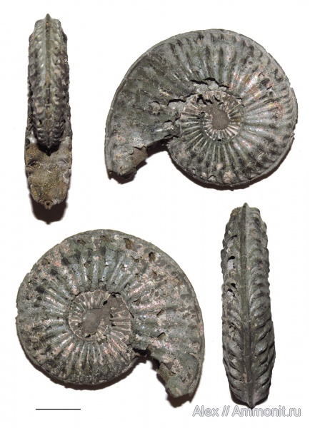 Amoeboceras, Amoeboceras regulare