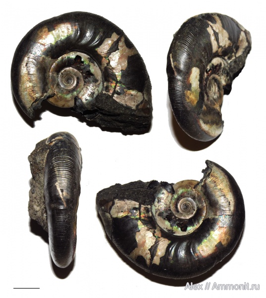 Kachpurites, Kachpurites cheremkhensis, Volgian