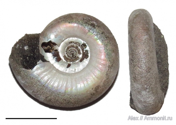 Kachpurites, Kachpurites fulgens, Volgian