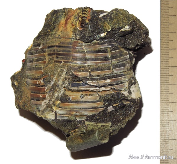 фрагмоконы, phragmocones