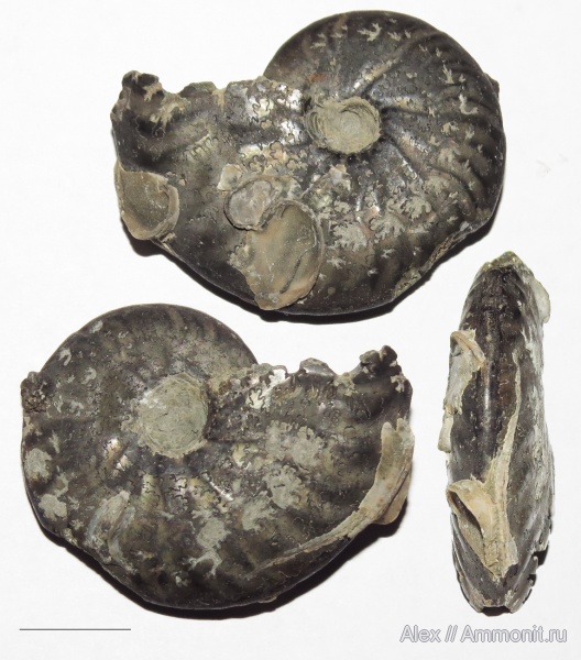 серпулы, пирит, Serpulidae, Pseudosaynella