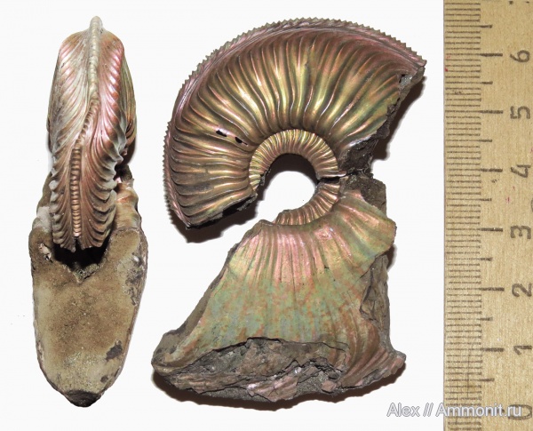 макроконхи, Amoeboceras, Amoeboceras alternoides, Cardioceratidae, Macroconchs, forma undaticarinata