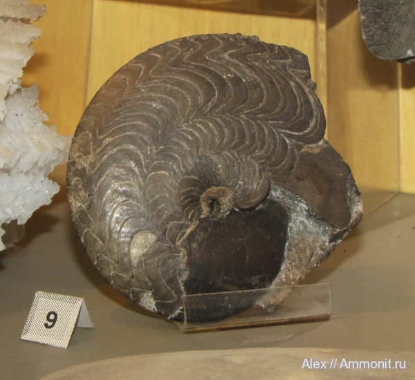 музеи, Goniatitida, ГГМ РАН, Timanites, Timanites acutus