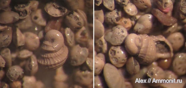 оксфорд, Tricarilda, зона Amoeboceras alternoides, Oxfordian