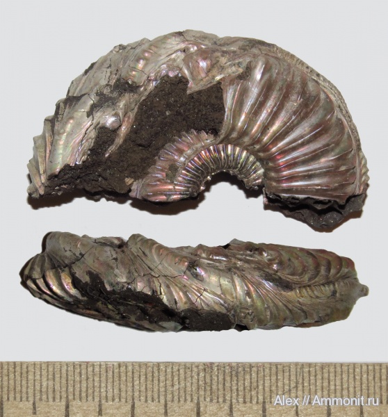 аммониты, Amoeboceras, прижизненные повреждения, Amoeboceras alternoides, Ammonites, ammonoid sublethal injuries, forma chaotica