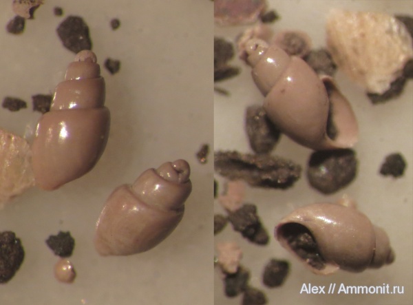 гастроподы, Cylindrobullina