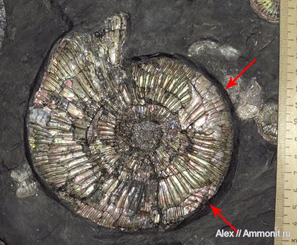 Amoeboceras, Perisphinctes, прижизненные повреждения, вентральные укусы, ventral bite marks, forma fenestra, ammonoid sublethal injuries