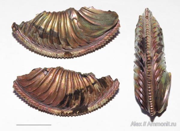 Amoeboceras, прижизненные повреждения, Amoeboceras alternoides, Wrinkle layer, морщинистый слой, ammonoid sublethal injuries, Supracephalic attachment area, forma substructa