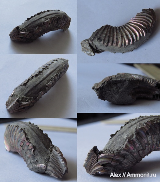 Amoeboceras, Amoeboceras alternoides, forma aptycha