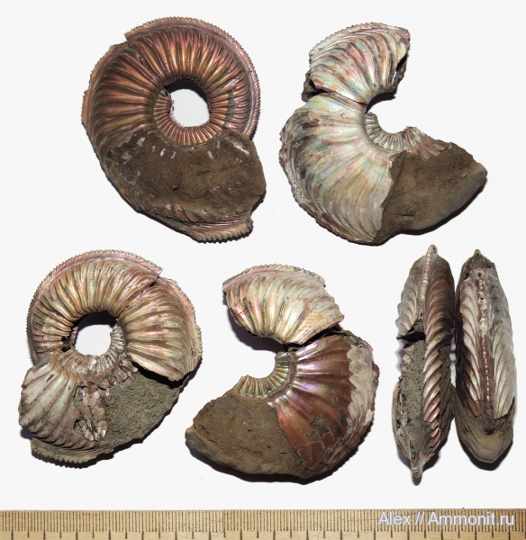 макроконхи, микроконхи, Amoeboceras, Amoeboceras alternoides, Microconchs, Macroconchs