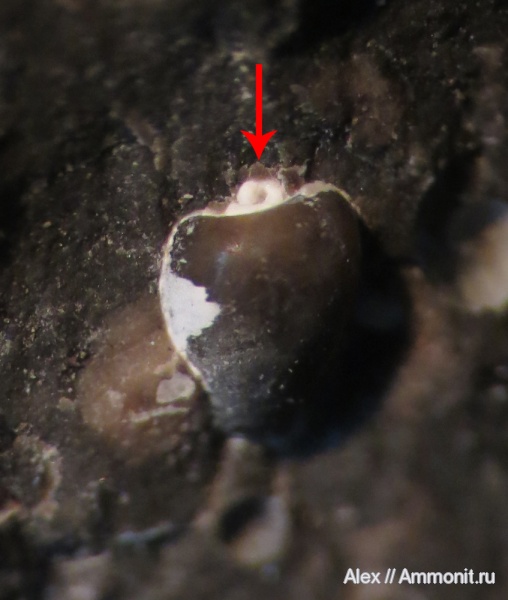 гастроподы, апт, Aptian