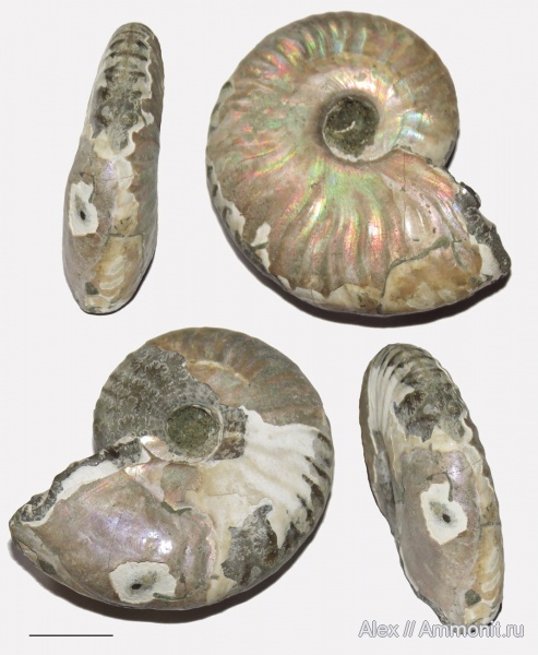 Cleoniceras, прижизненные повреждения, ammonoid sublethal injuries, forma substructa