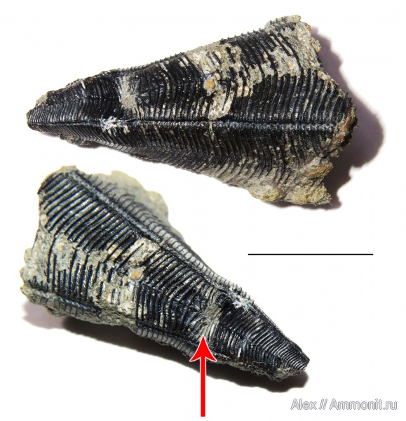 прижизненные повреждения, конулярии, Conularia, Holoconularia rossica, Holoconularia