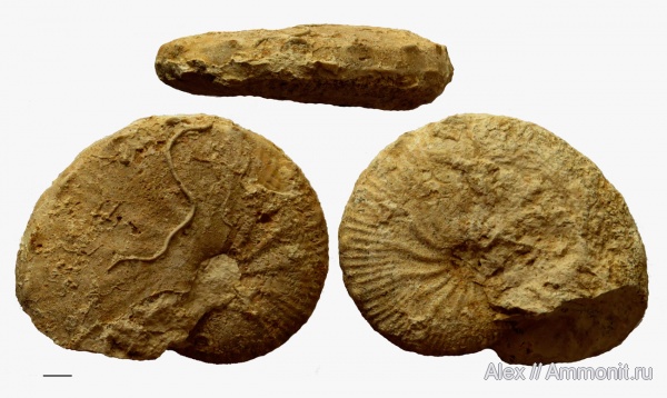 макроконхи, Taramelliceras, Oppeliidae, Macroconchs