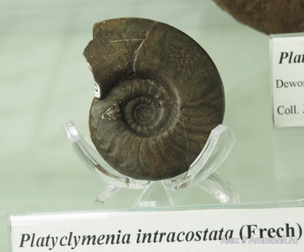 музеи, Clymeniida, Platyclymenia intracostata, Platyclymenia, Polish Geological Institute